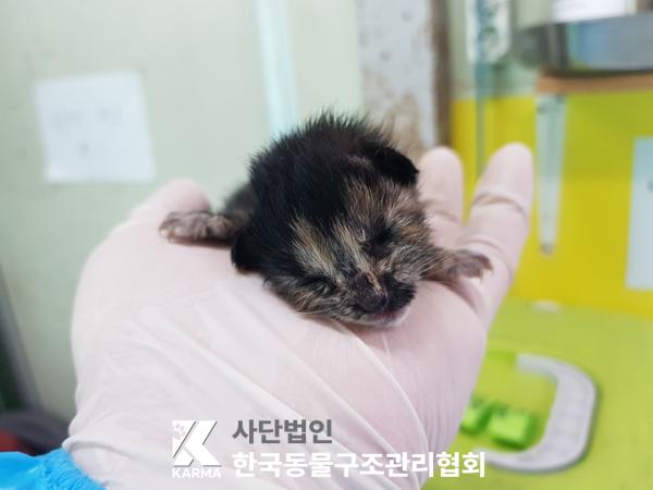 한국동물구조관리협회_411316202500191